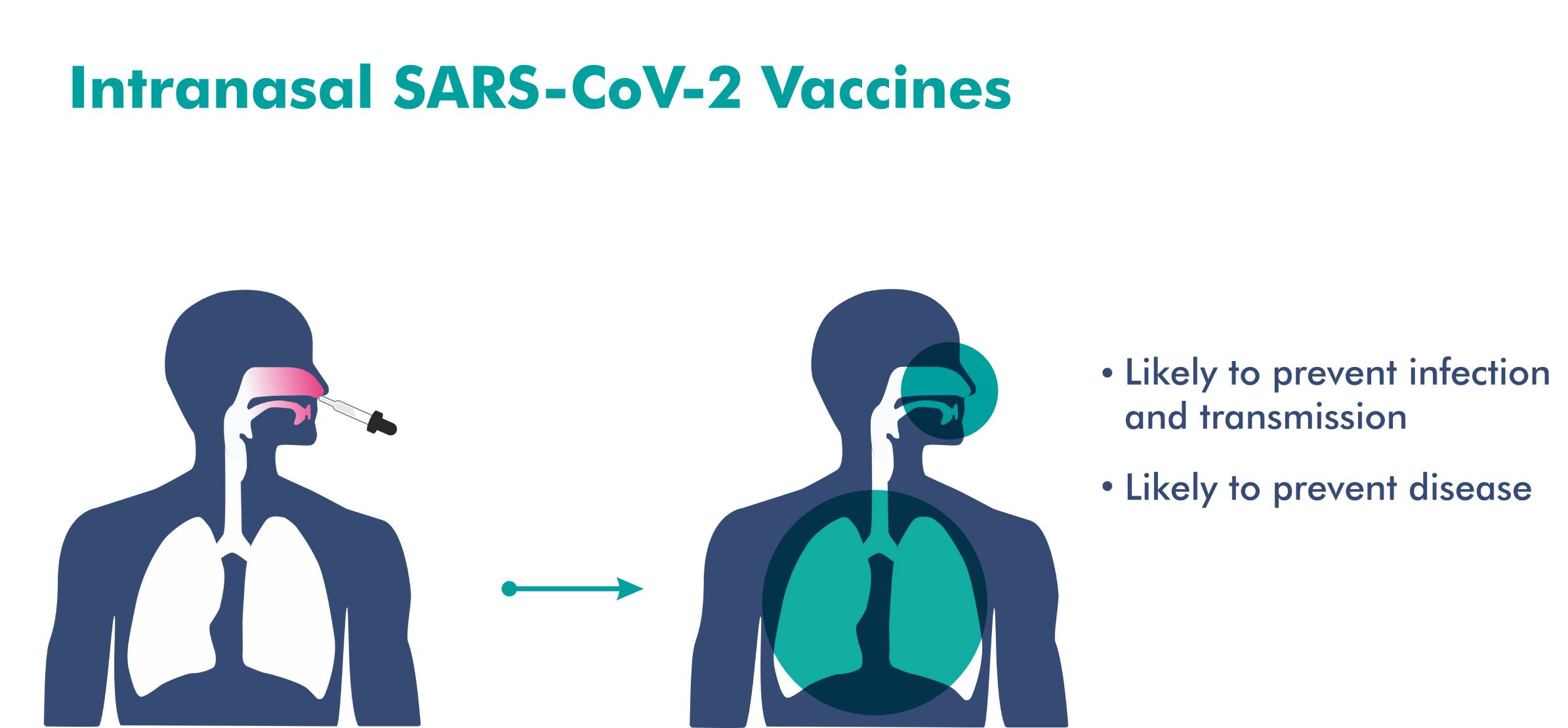 Intranasal covid-19 vaccine